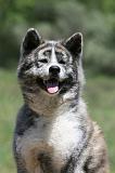 AKITA INU 367